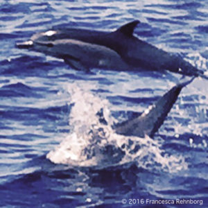 Just two of the hundreds of dolphins swimming around the Double X as we sail from Newport Beach to Catalina Island during one of our sailing trials preparing Double X for her long voyage. It’s not easy to catch them on camera because they're so fast! April 2016.