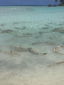 Blacktip reef sharks gathering in shallow waters off shore. Blue Lagoon, Rangiroa, Tuomotu Islands. September 2016 Photo: F. Rehnborg