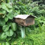 Lush green vegetation surrounds a breadbox. With its long, narrow design, the box is perfectly shaped to hold the freshly baked baguettes that are delivered directly to homes. These can be seen throughout the islands. Tahaa, French Polynesia. September 2016. Photo: F. Rehnborg