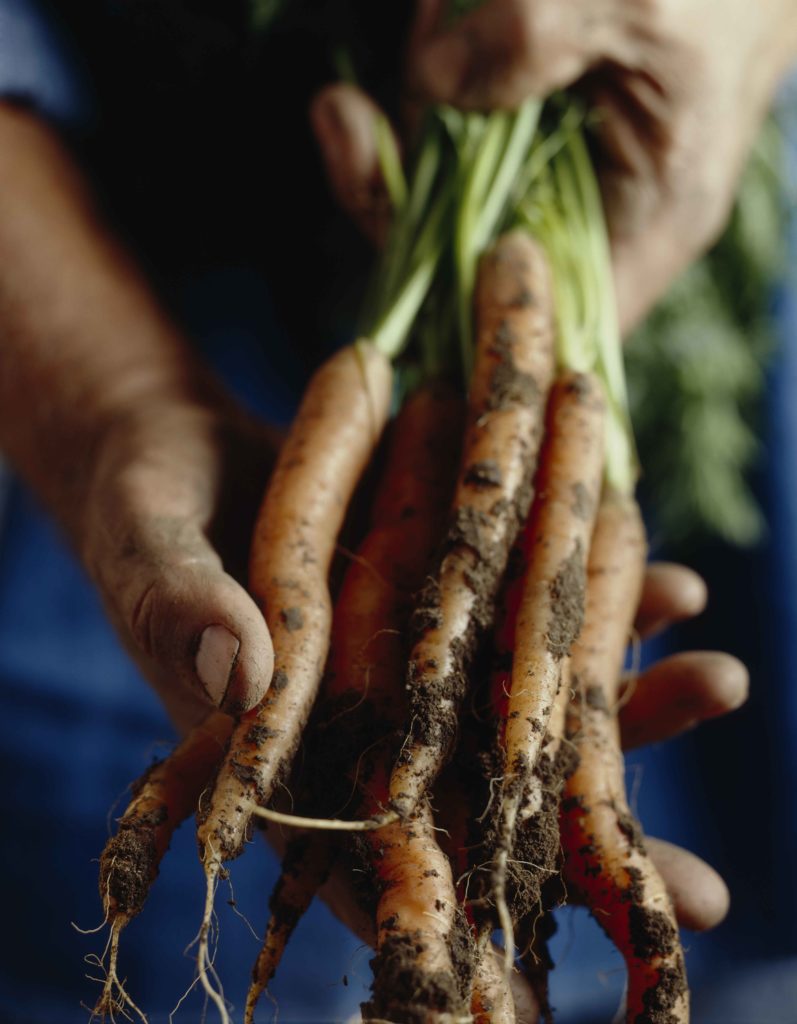 A bunch of carrots freshly retrieved from the soil. The orange color is from carotenoids with antioxidant properties.