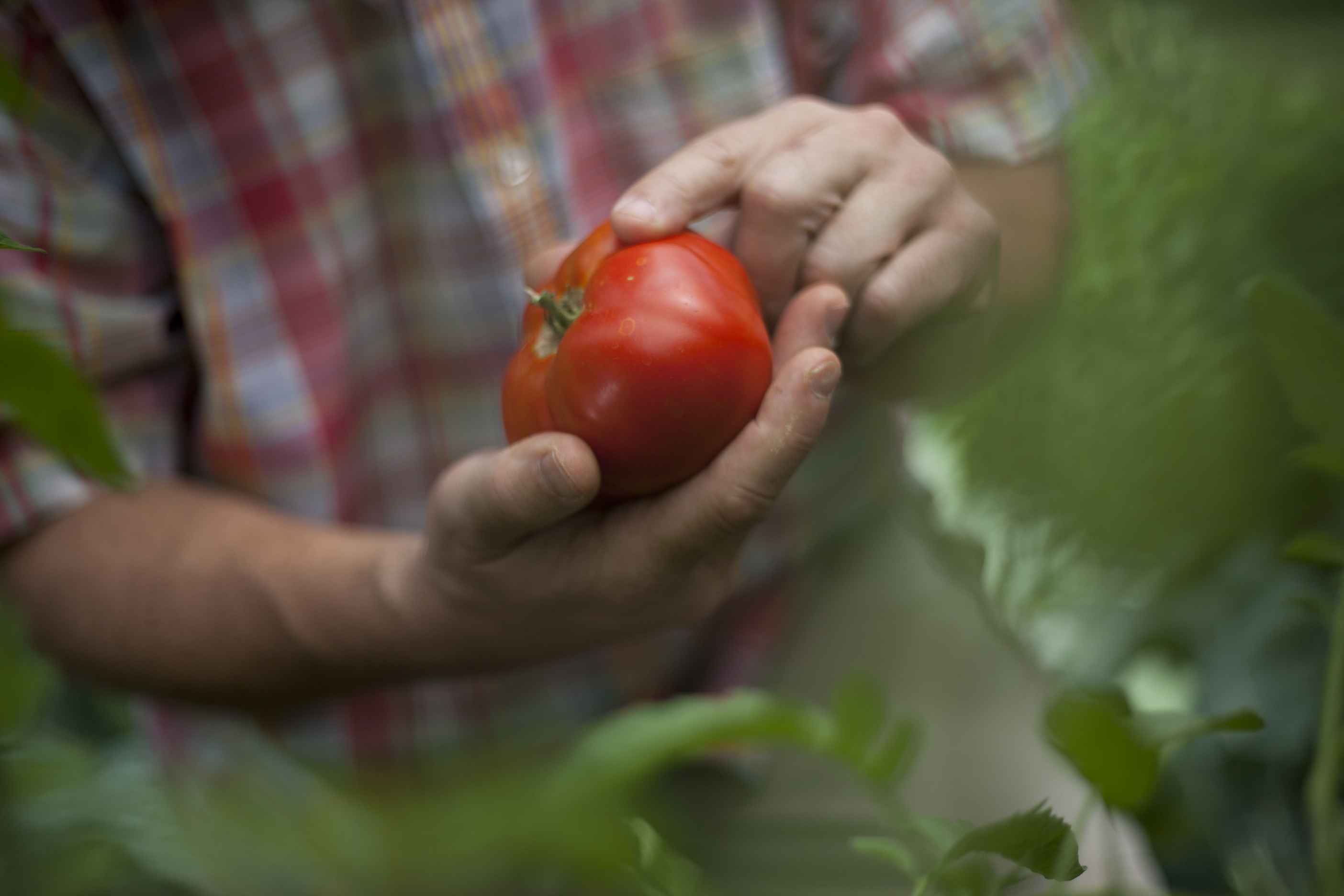 A man holding a ripe tomato. The red color is from lycopene, a carotenoid with powerful antioxidant properties.