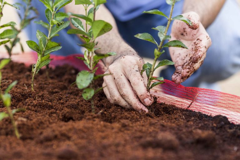 A row of acerola seedlings in the process of being planted in fertile, organic soil. Fazenda Nutriorganica, Ceará, Brazil, 2014.