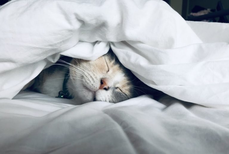 A cat sleeps soundly under a quilt. Of all mammals, only humans willingly forego getting enough sleep.