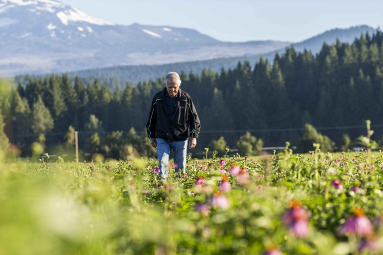 Walking in a field of echinacea, a flowering herb that contains anthocyanins. Trout Lake Farm, Wash.