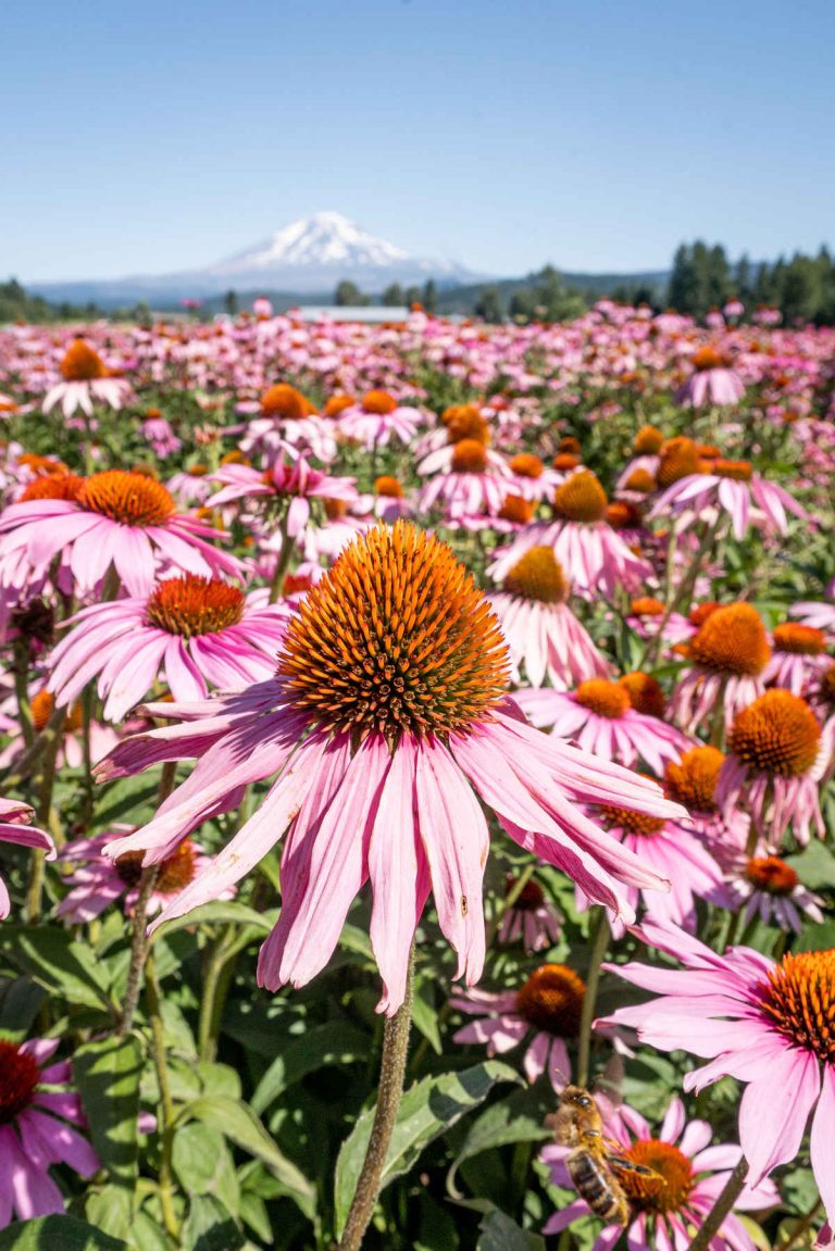 Close up of echinacea flower in bloom. Trout Lake Farm West, 2019.