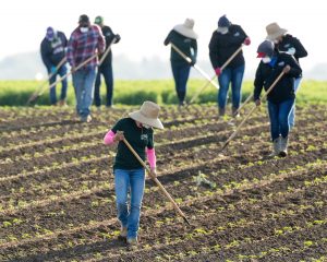 Doctor/surgeon field crew in one of our new Innovation & Science Research Crops, CBD Hemp of which we have 6 specialty selected varieties. Ephrata, Wash, June 2020. Photo: Darwin Hintz