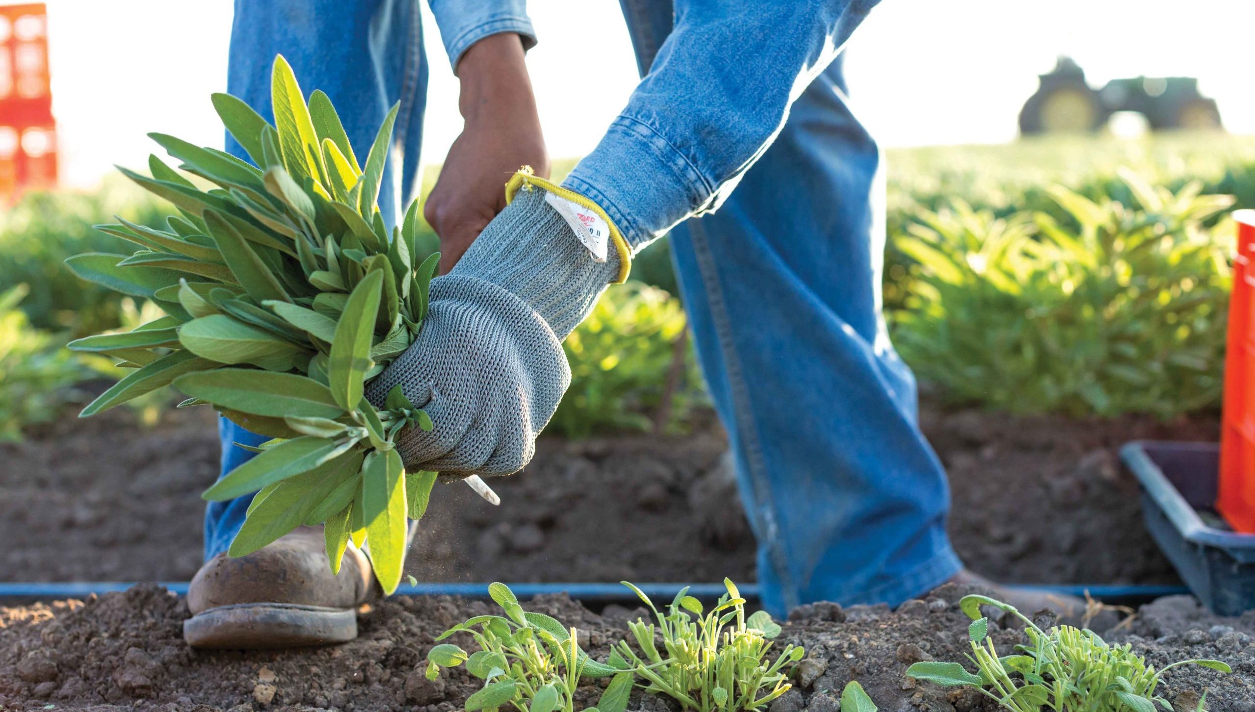 A field worker harvesting sage. By using DNA barcoding, scientists now have new technology to better identify the correct genus and plant species responsible for health benefits.