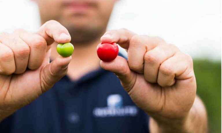 Acerola cherries. Red and green acerola cherry. Which one do you think has more vitamin C?