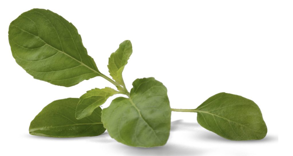 A sprig of holy basil. Traditional herbs such as holy basil are a natural source of quercetin, a phytonutrient with antioxidant properties and other beneficial effects.