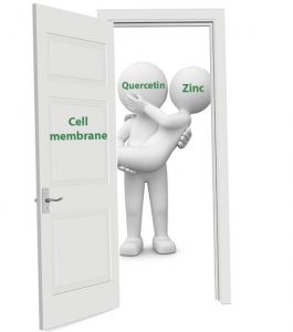 Quercetin and Zinc. The ultimate power couple. Quercetin helps carry zinc across the threshold of your cell's membrane, so it can work its magic.