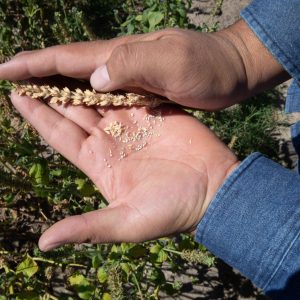 Separating the seeds from the dry husk of the Rehnborg variety of Chia. El Petacal, Mexico. 2019.