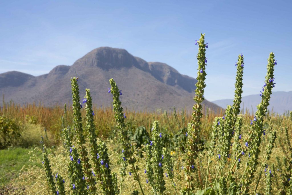 Chia flowering in the field. El Petacal, Mexico. 2019.