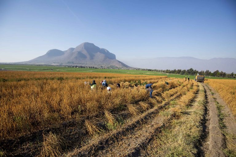 Farm staff harvest dried chia. El Petacal hillside can be seen in the background. El Petacal, Mexico. 2019.