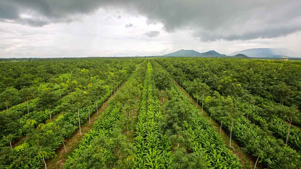 Organic turmeric, destined for use in Nutrilite™ brand supplements, grows at a NutriCert™-certified farm in Cambodia. Choosing the right farm in the right location for our crops is the third step in our nine-step traceability process. Cambodia, 2017.