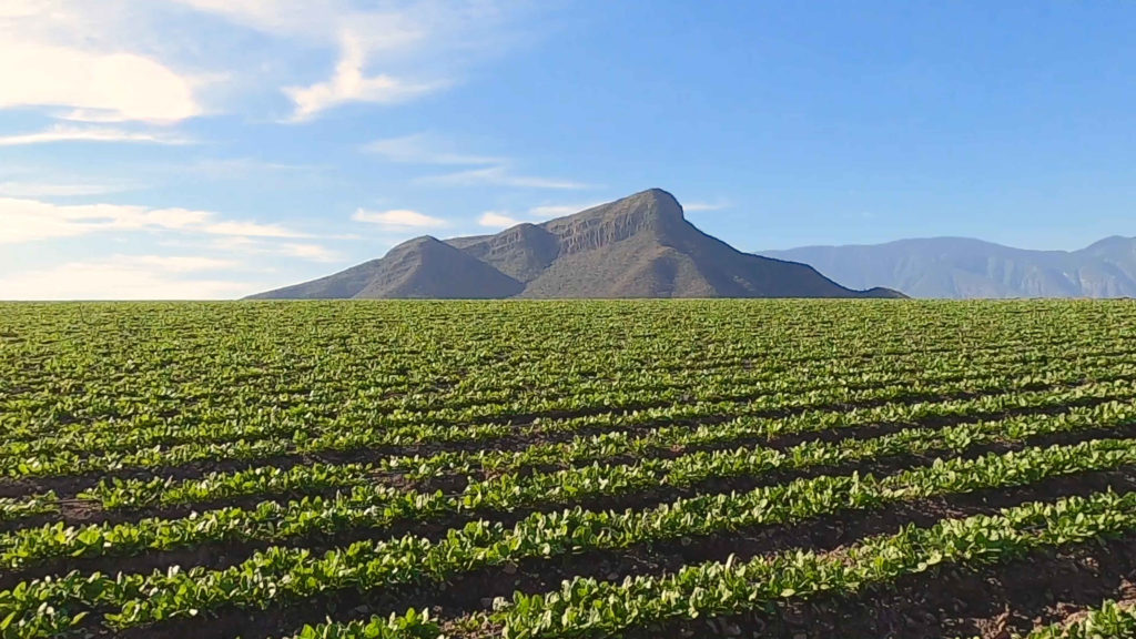 Spinach plants growing in neatly lined rows. Spinach and other botanicals grown for Nutrilite™ products can be traced back to the source. Rancho El Petacal, Jalisco, Mexico. 2020.