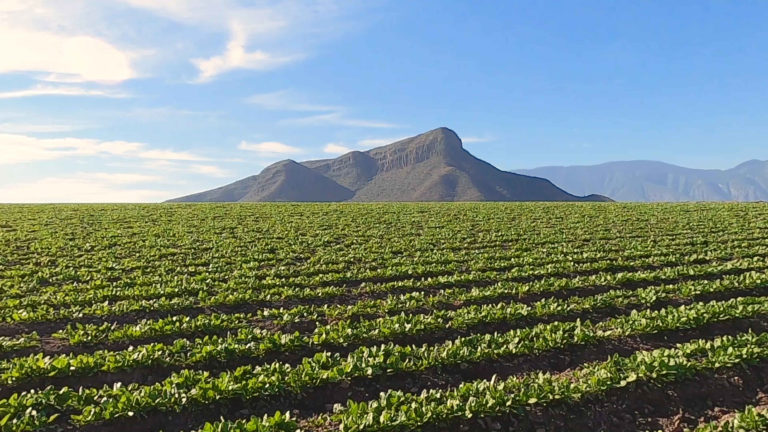 Spinach plants growing in neatly lined rows. Spinach and other botanicals grown for Nutrilite™ products can be traced back to the source. Rancho El Petacal, Jalisco, Mexico. 2020.