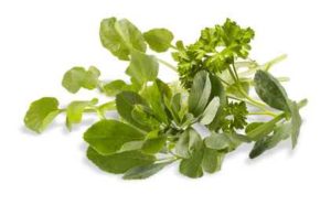 A diet rich in colorful vegetables and fruits is the best way to ensure you’re fueling your body with beneficial phytonutrients. Growing your own microgreen garden is a great way to make this habit just a bit easier.