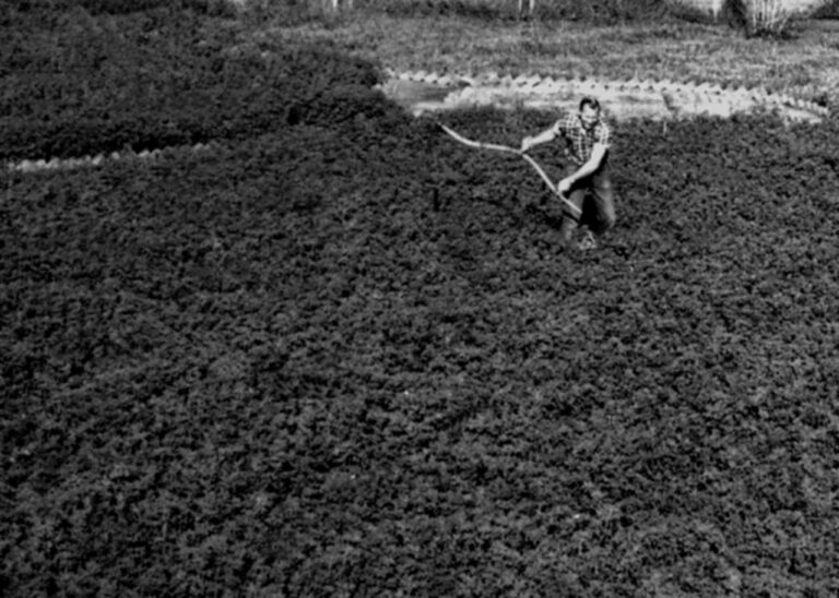 Farmer using scythe in field