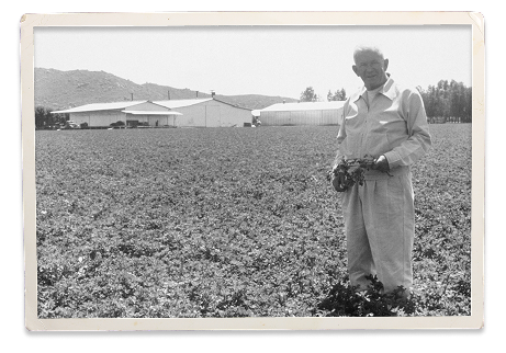 Carl Rehnborg in alfalfa field